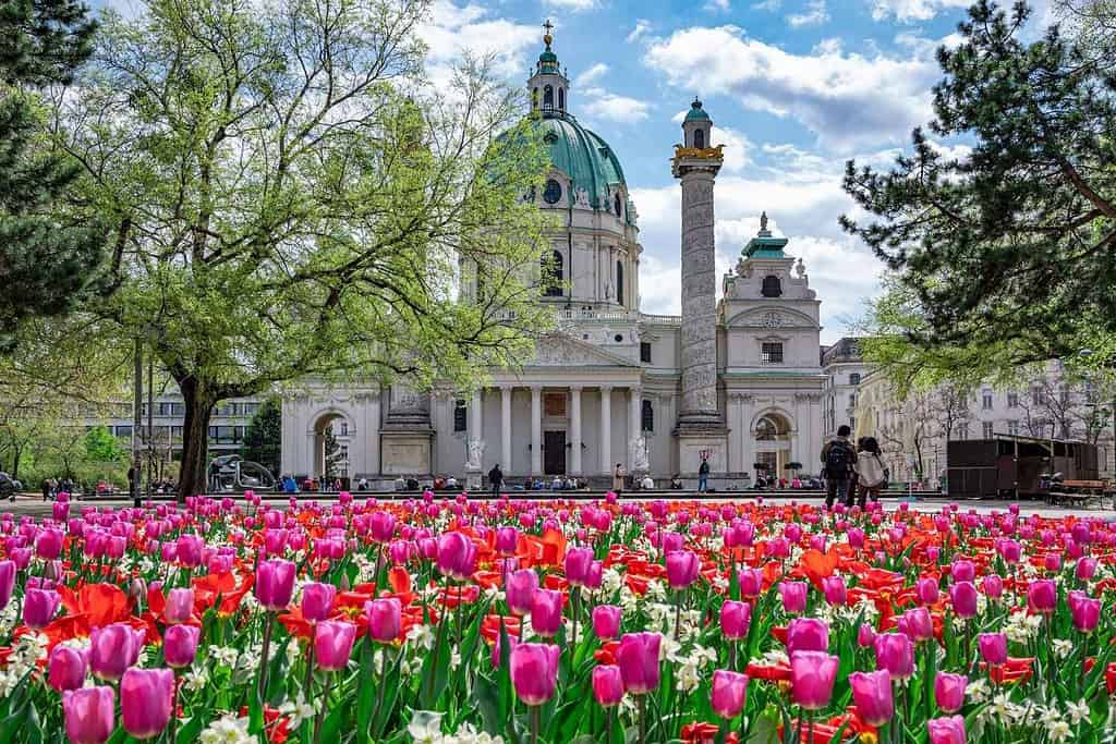 Pink and red tulips blooming in front of Karlskirche in Vienna during the spring season