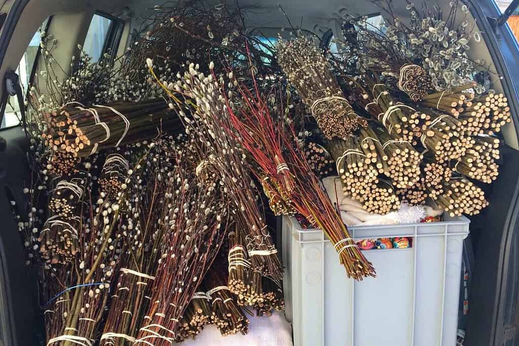 Bundles of pussy willow branches delivered to a flower market in Vienna ahead of Easter