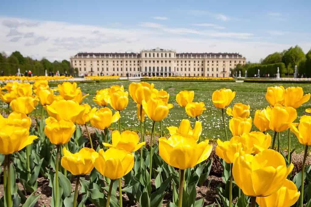 ellow tulips in bloom in front of Schönbrunn Palace in Vienna during the spring season