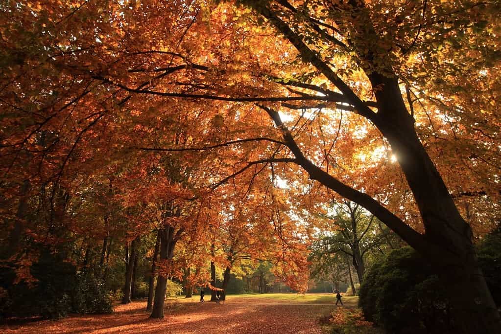 Tiergarten park in Berlin filled with orange and golden autumn foliage beneath mature trees