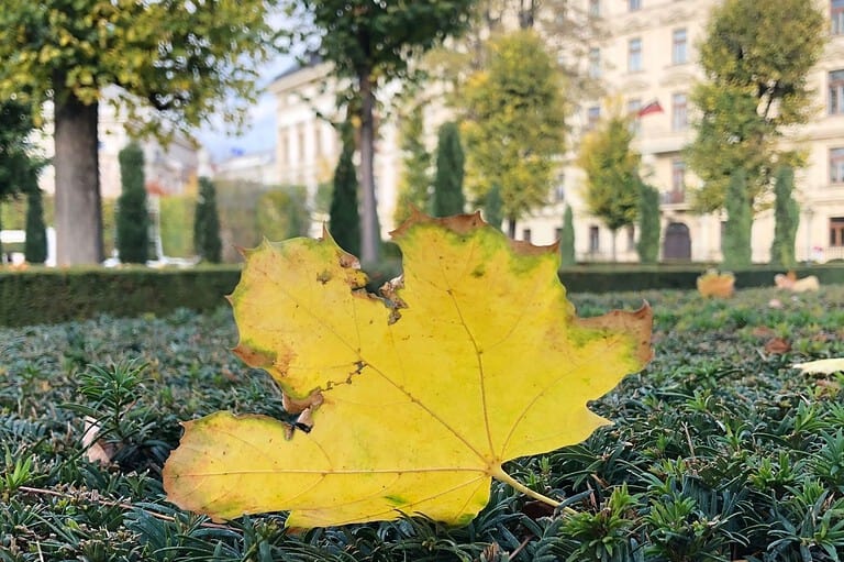 A yellow leaf on the lawn at the Volksgarten in Vienna, Austria