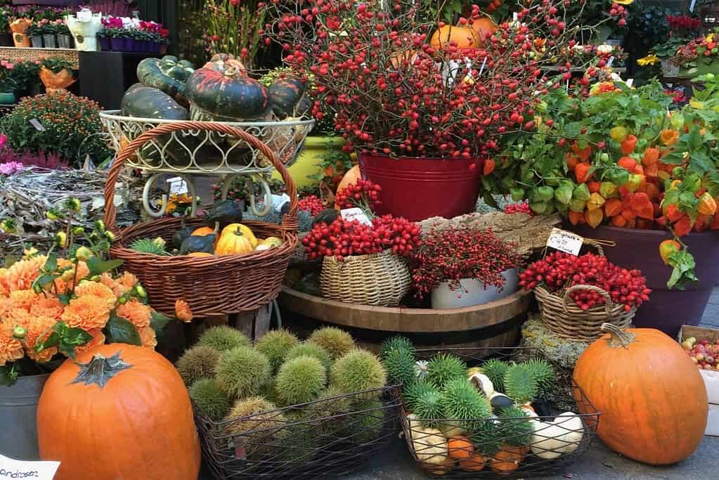 Autumn floral display with pumpkins, berries, chestnuts, lantern plants, and orange flowers at a shop on Stephansplatz in Vienna