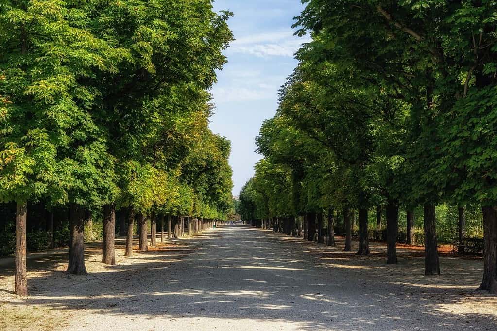 Tree-lined walking path in the gardens of Schönbrunn Palace in Vienna